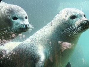 Seal (2)