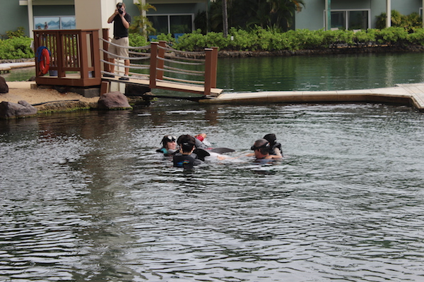kahala hotel resort dolphin quest1