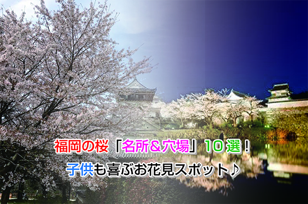 fukuoka Cherry Blossoms Eye-catching image