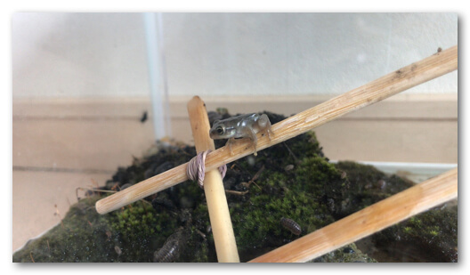 割り箸に登るカエルの写真